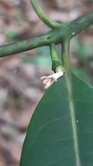 Craterispermum microdon