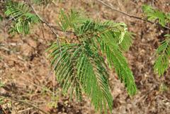 Senegalia ataxacantha