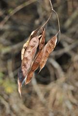 Senegalia ataxacantha