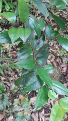 Aphloia theiformis