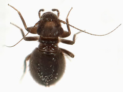 Bertkauia crosbyana