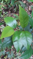 Aphloia theiformis