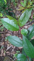 Aphloia theiformis
