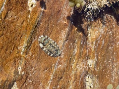 Sypharochiton