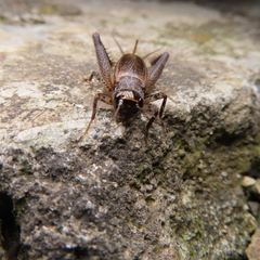 Loxoblemmus