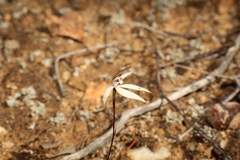 Caladenia saccharata