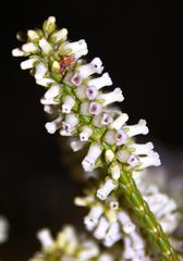 Erica flavicoma