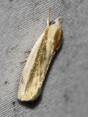Earias huegeliana