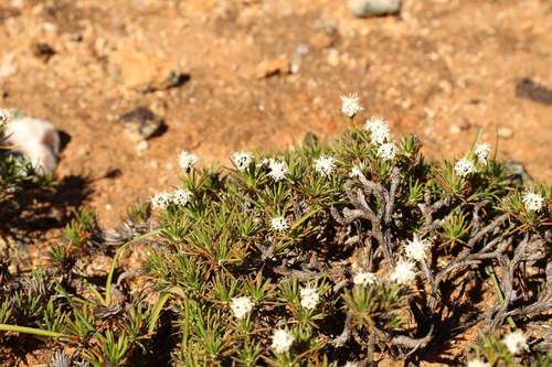Borya constricta (Borya constricta)