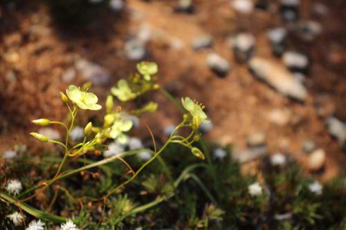 Drosera moorei