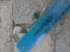 Onychognathus morio morio