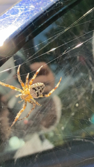 Araneus diadematus