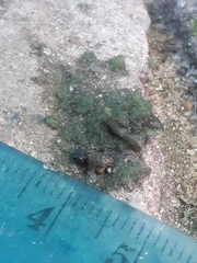 Onychognathus morio morio