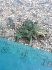 Onychognathus morio morio