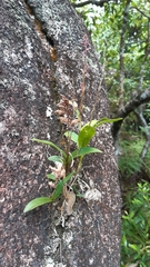 Polystachya concreta