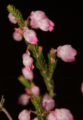 Erica inclusa