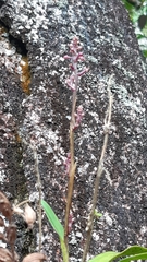 Polystachya concreta