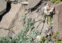 Astragalus macroceras