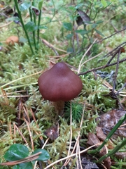 Cortinarius glandicolor