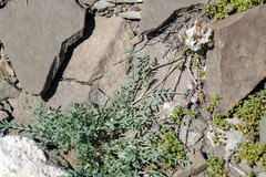 Astragalus macroceras