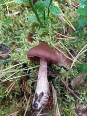 Cortinarius glandicolor