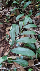 Zingiber officinale