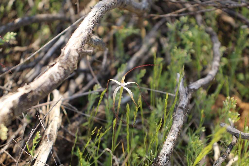 Caladenia microchila