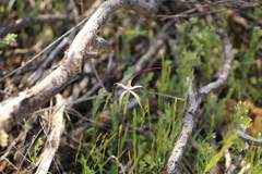 Caladenia microchila