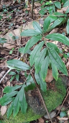 Zingiber officinale