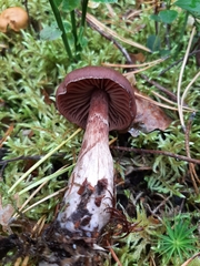 Cortinarius glandicolor
