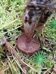 Cortinarius glandicolor