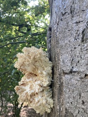 Hericium