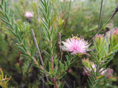 Diastella proteoides