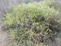 Diastella proteoides