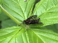 Chrysopilus andersoni