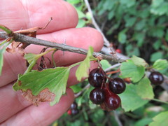 Ribes diacanthum