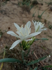 Pancratium maritimum