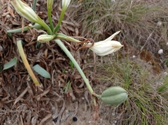 Pancratium maritimum