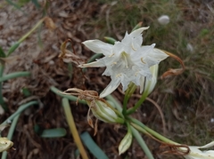 Pancratium maritimum