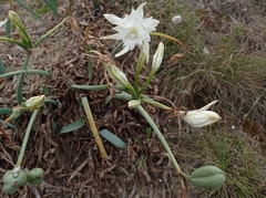 Pancratium maritimum