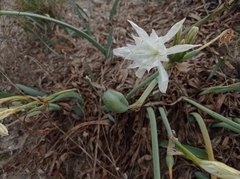 Pancratium maritimum
