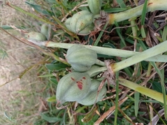 Pancratium maritimum