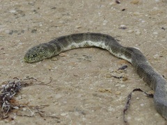 Hydrophis major