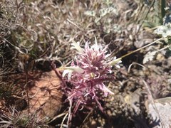 Castilleja mexicana