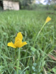Zephyranthes citrina