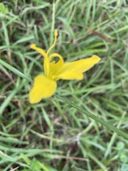 Zephyranthes citrina
