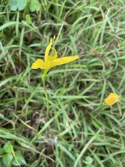Zephyranthes citrina