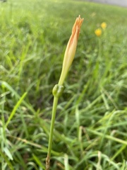 Zephyranthes citrina