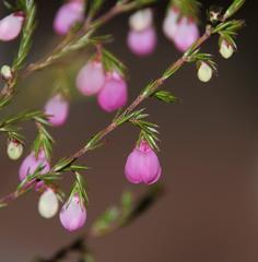 Erica pauciovulata