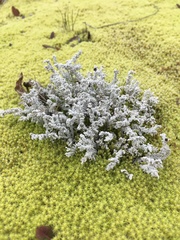 Stereocaulon paschale